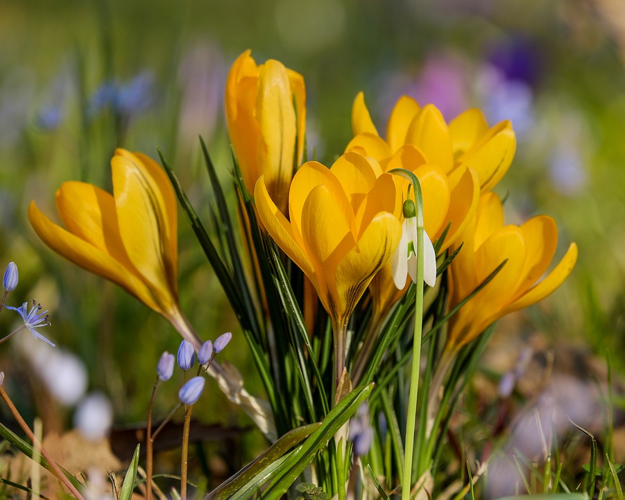 crocus-3181187_960_720